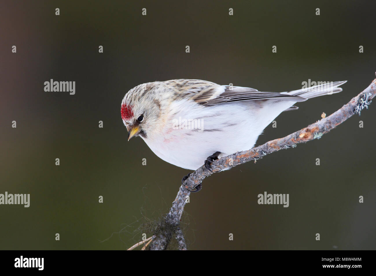 Witstuitbarmsijs l'Arctique, le Sizerin flammé, Carduelis hornemanni Banque D'Images