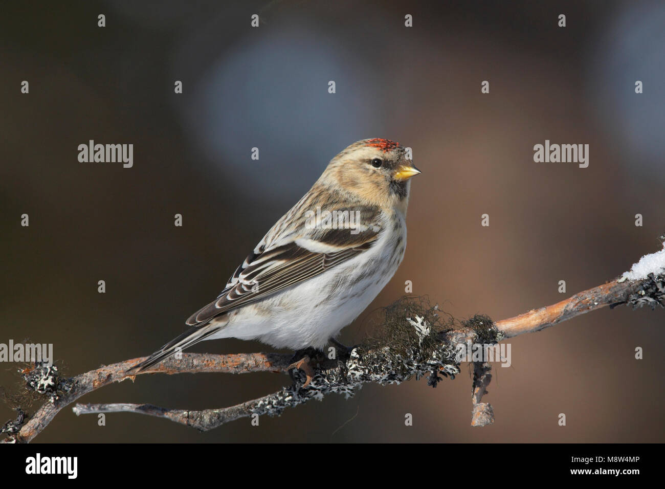 Witstuitbarmsijs l'Arctique, le Sizerin flammé, Carduelis hornemanni Banque D'Images