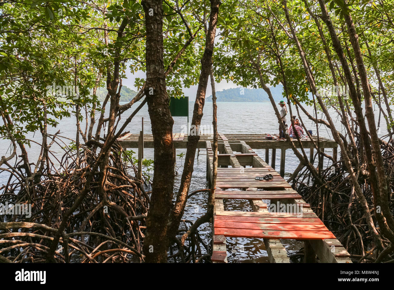 Chemin des mangroves endommagées sur Koh Chang Banque D'Images