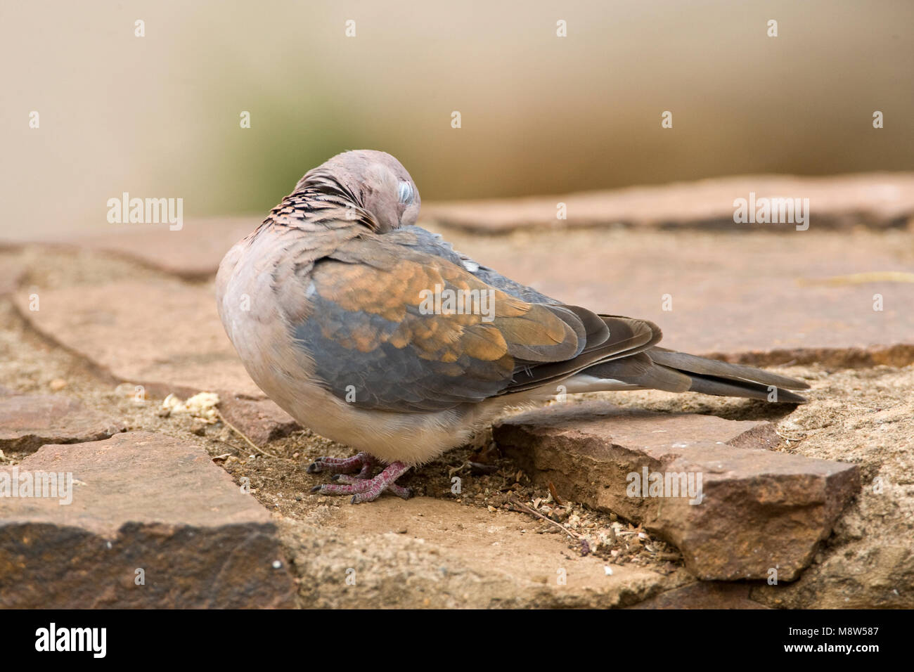 Palmtortel, Laughing Dove Streptopelia senegalensis, Banque D'Images