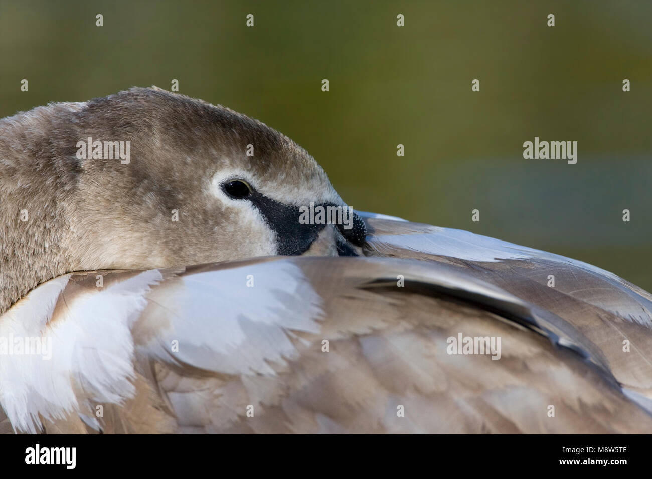 Jonge Knobbelzwaan close-up ; Jeune Cygne muet close up Banque D'Images