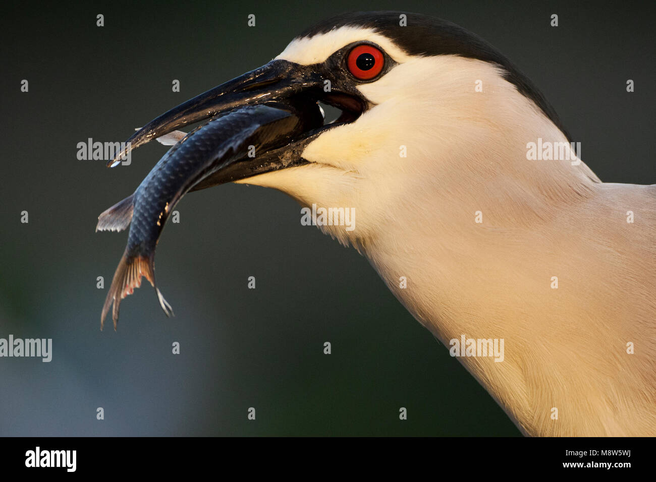 Kwak volwassen vogel die een vis ; eet bihoreau gris d'oiseaux adultes de manger un poisson Banque D'Images