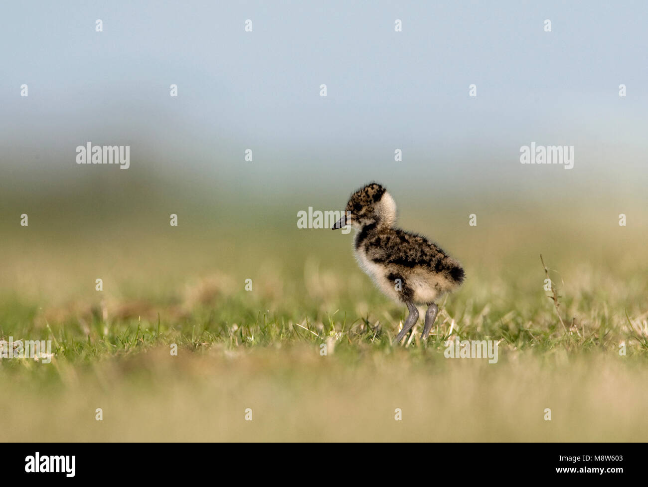 Kievit jong ; Northern sociable jeune Banque D'Images