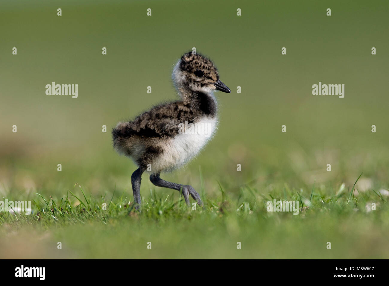 Kievit jong ; Northern sociable jeune Banque D'Images