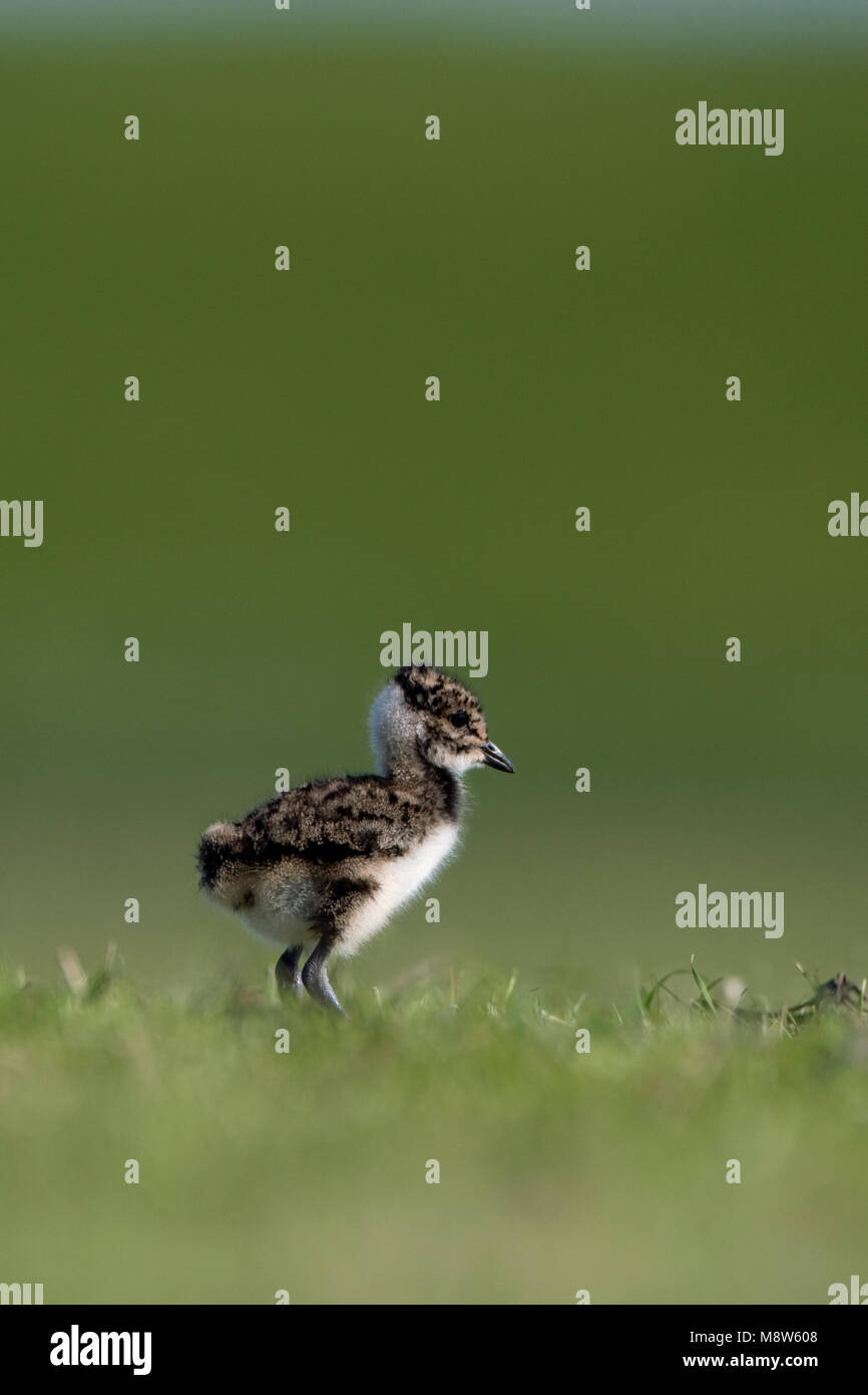 Kievit jong ; Northern sociable jeune Banque D'Images