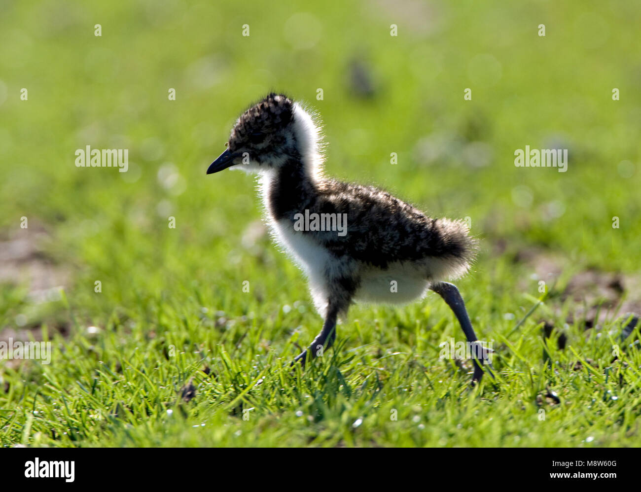 Kievit jong ; Northern sociable jeune Banque D'Images