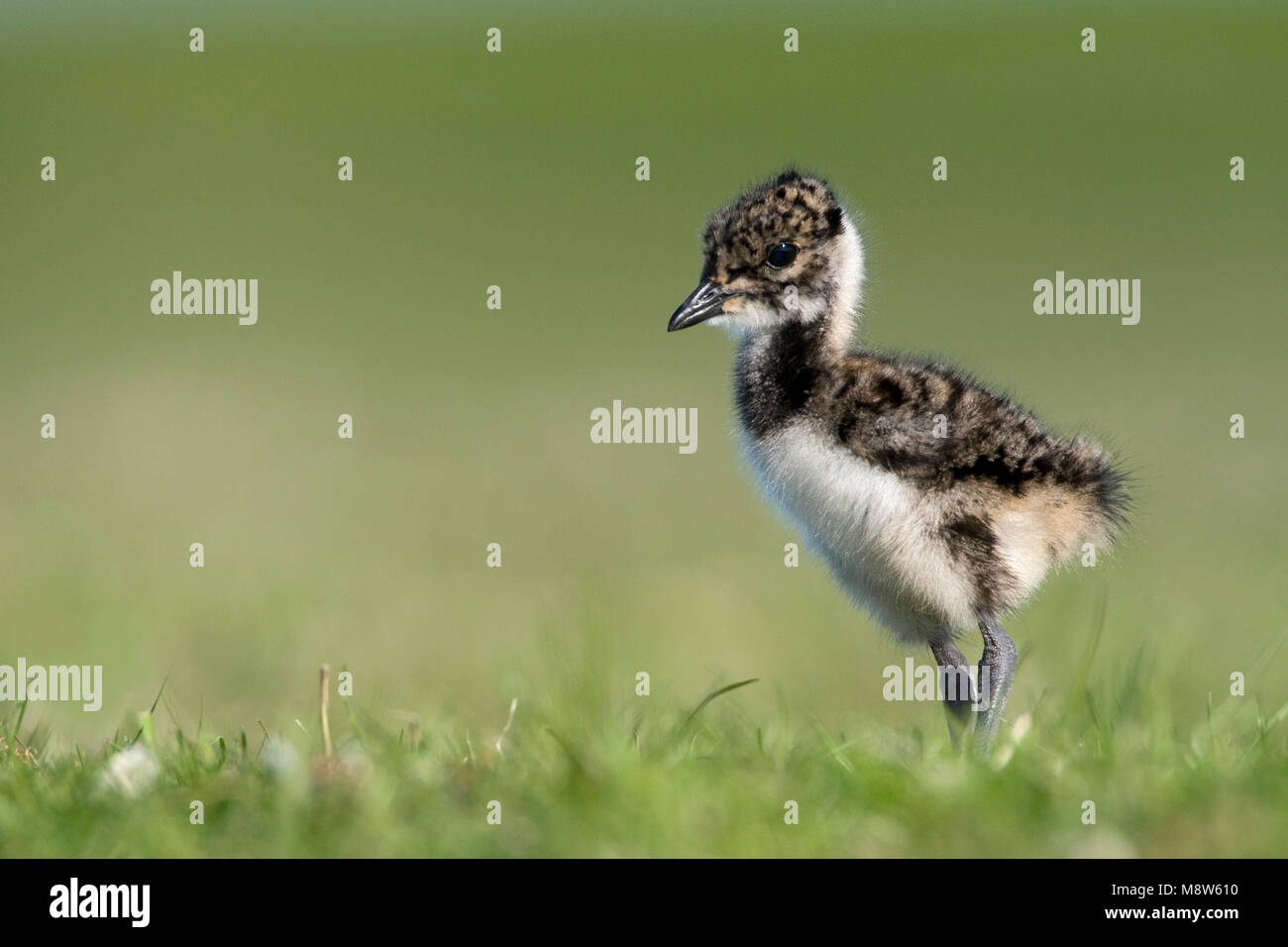 Kievit jong ; Northern sociable jeune Banque D'Images