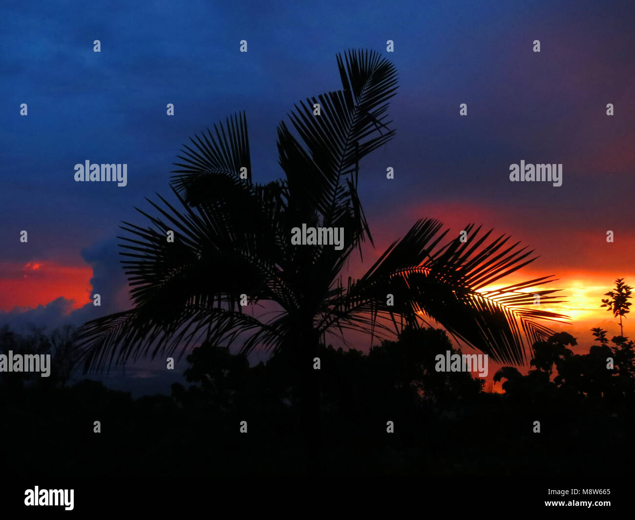 Bij zonsondergang Palmboom, palmier au coucher du soleil ; montagnes ; Colombie Santa Marta Banque D'Images