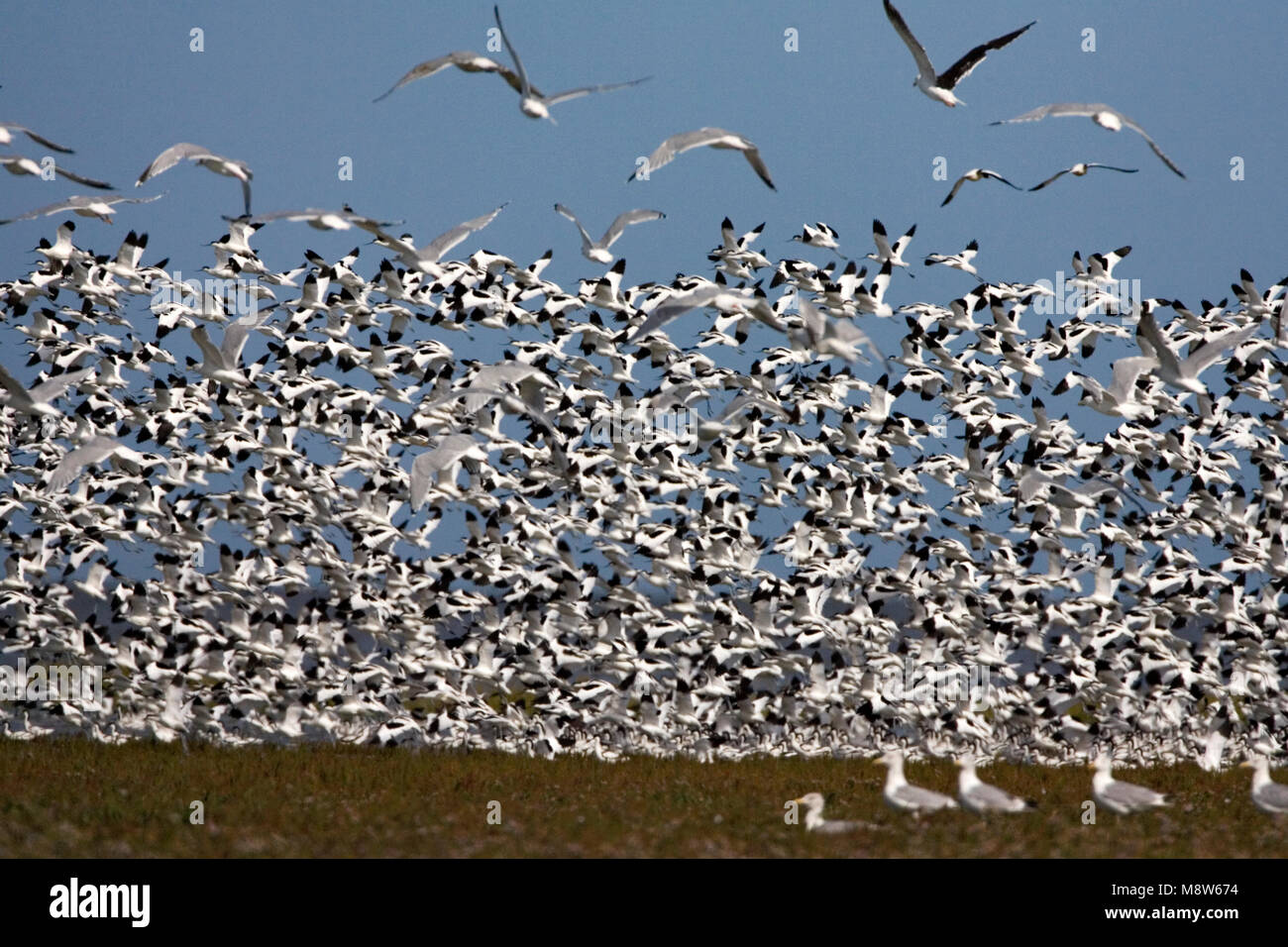 Bosrand groep vliegend ; Avocette flock battant Banque D'Images