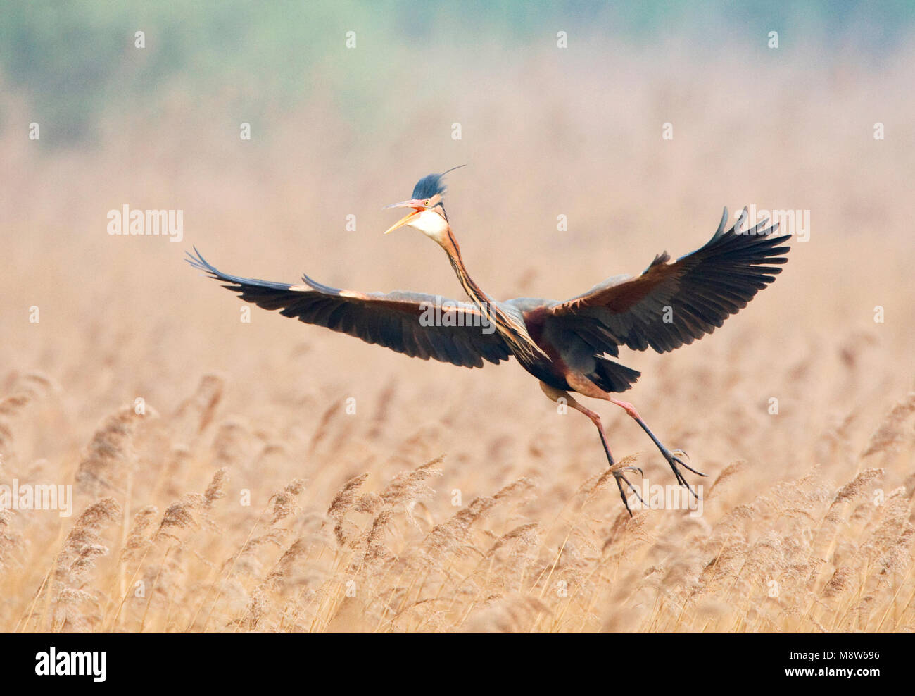 Broedplaats Purperreiger vliegend boven ; héron pourpre volant au-dessus du site de nidification Banque D'Images