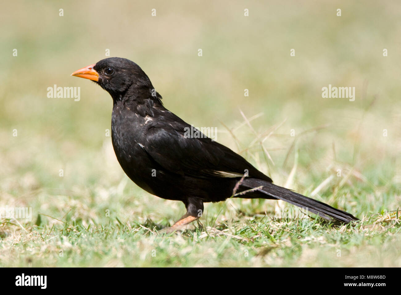 -Roodsnavel buffelwever, Red-billed Buffalo-Weaver, Bubalornis niger Banque D'Images