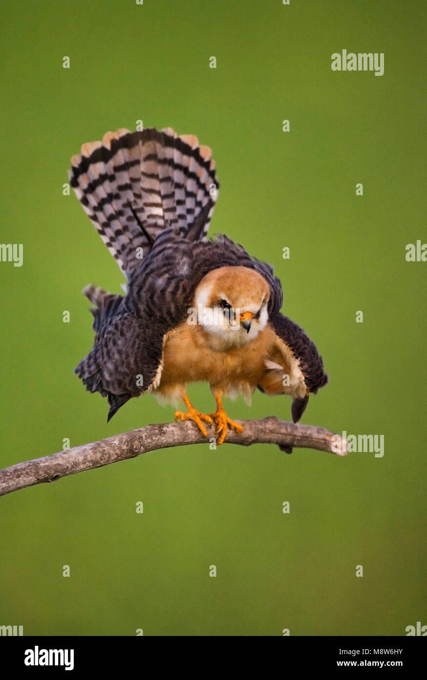 Roodpootvalk, Faucon kobez (Falco vespertinus Banque D'Images