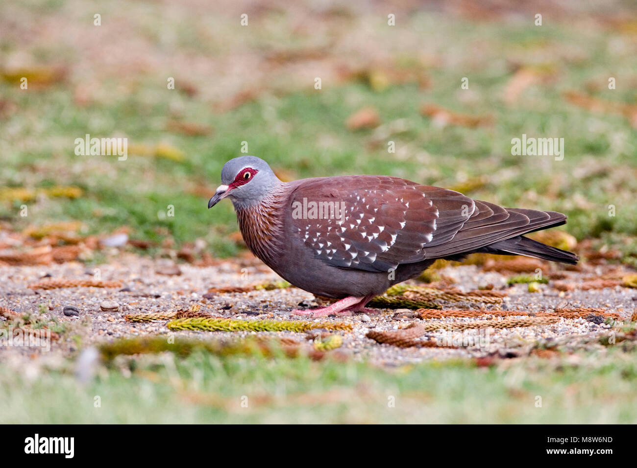 Foeragerend Gespikkelde Duif op de grond ; le Pigeon africains sur le terrain de recherche de nourriture Banque D'Images