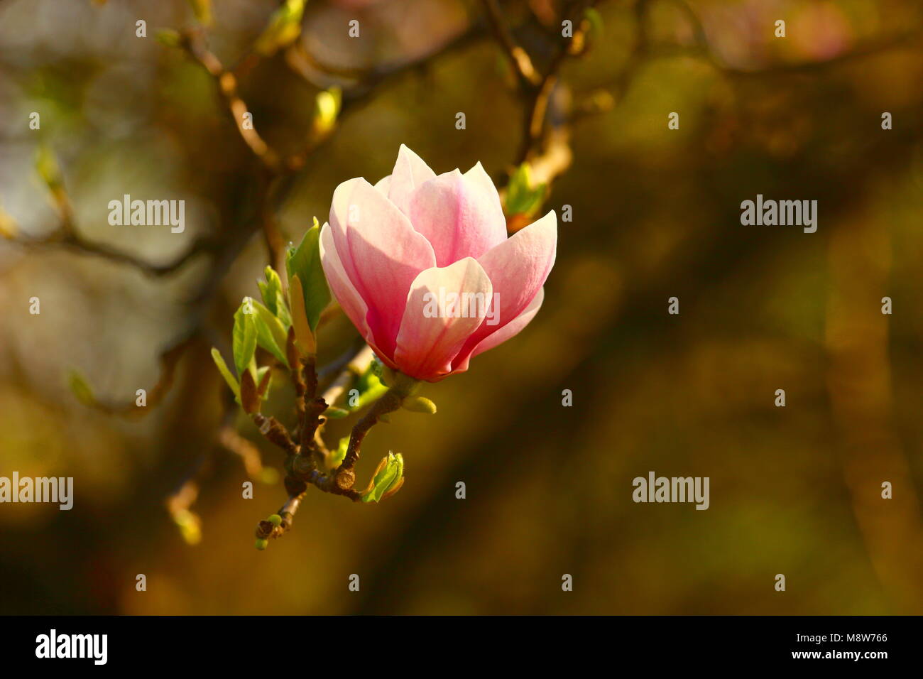 Fleur de magnolia rose au printemps Banque D'Images