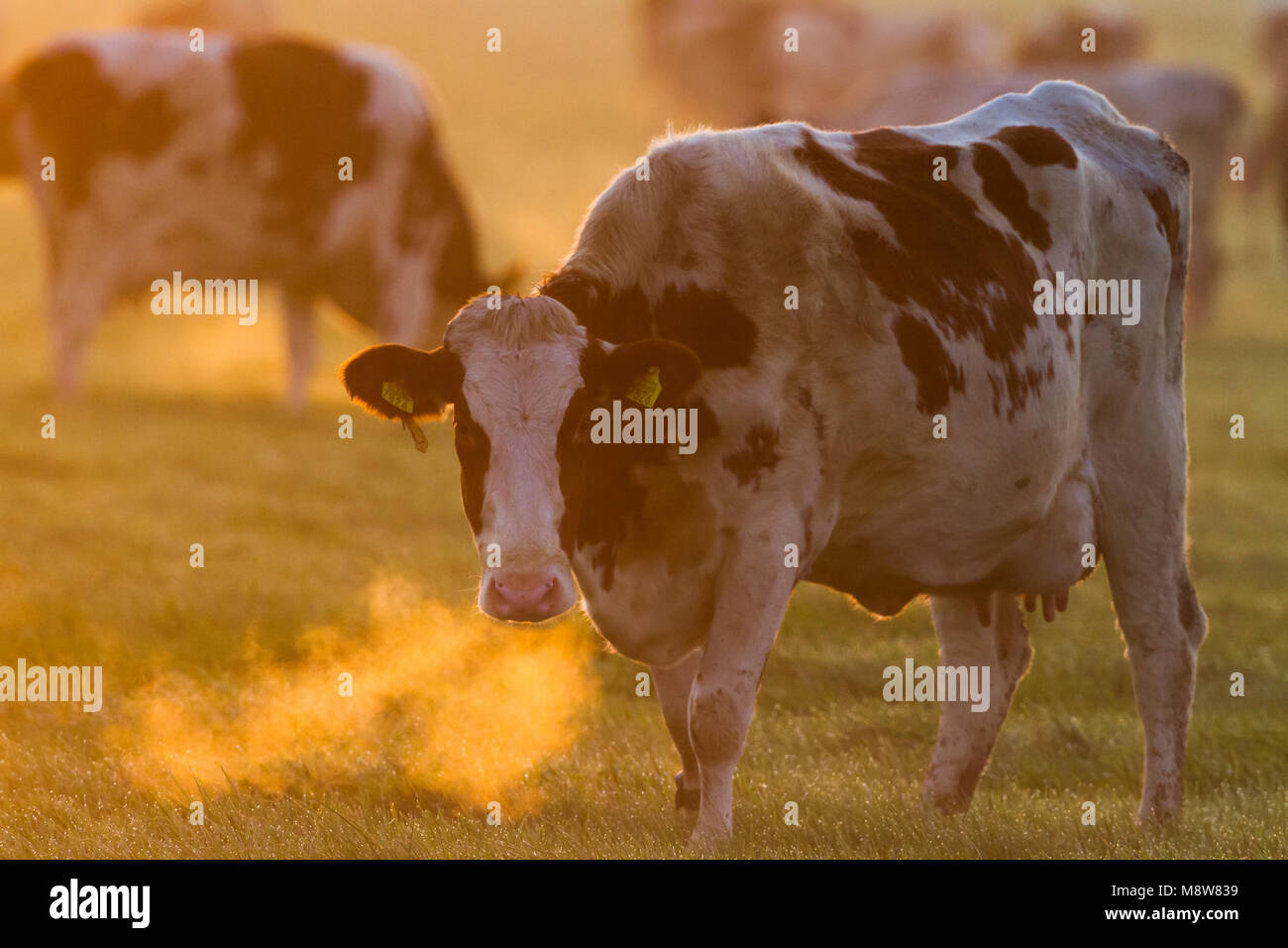 Koeien in een weiland ; les vaches dans un pré Banque D'Images