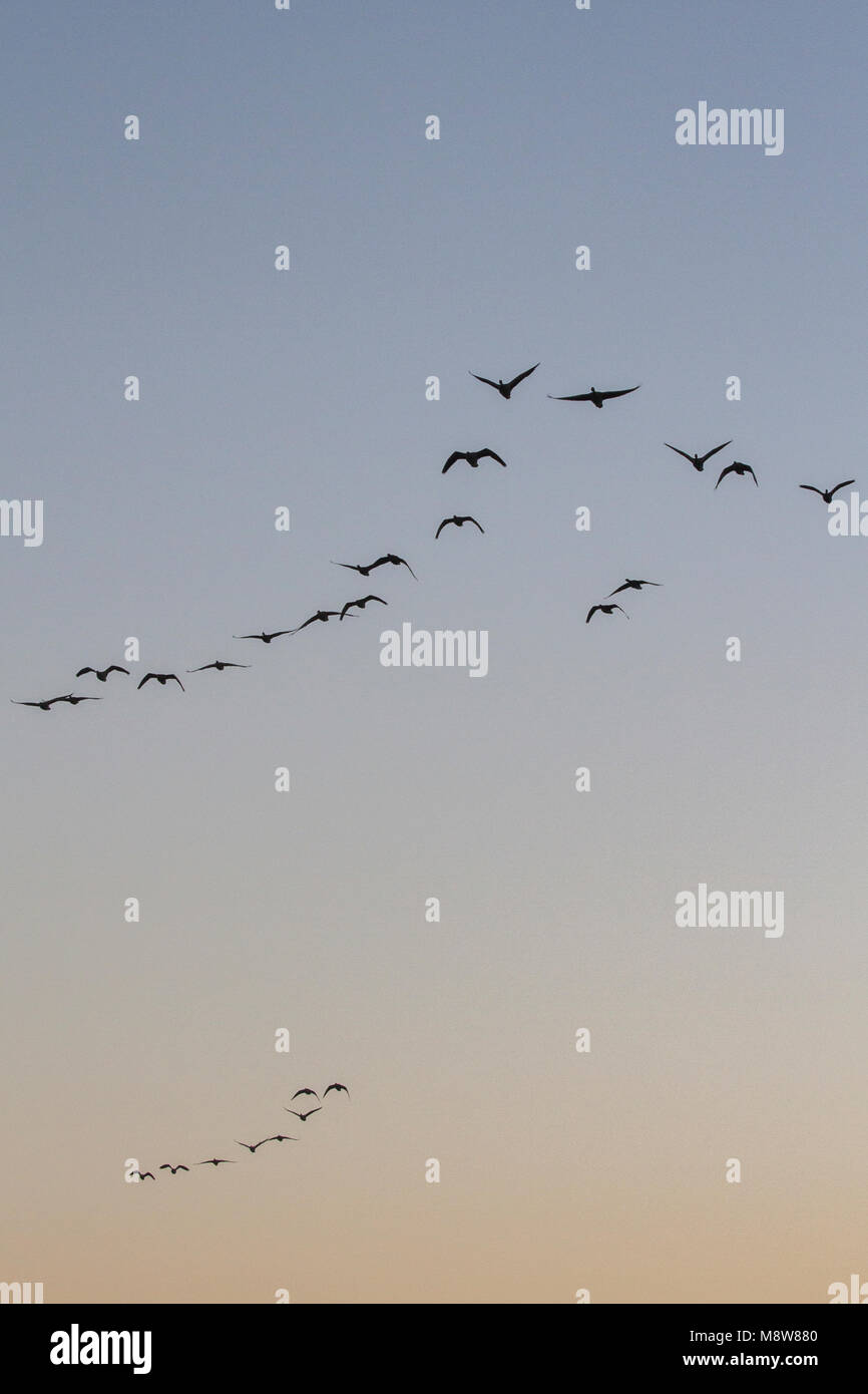 Kolgans groep vliegend dans zonsopkomst formatie tijdens ; l'Oie rieuse volant en formation au lever du soleil Banque D'Images