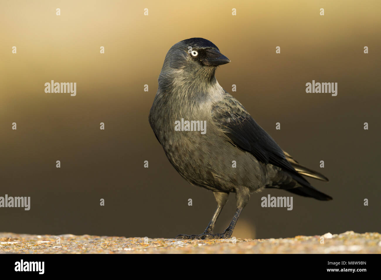 Kauw Schaubek, choucas, Corvus monedula ssp. monedula, Allemagne, des profils Banque D'Images