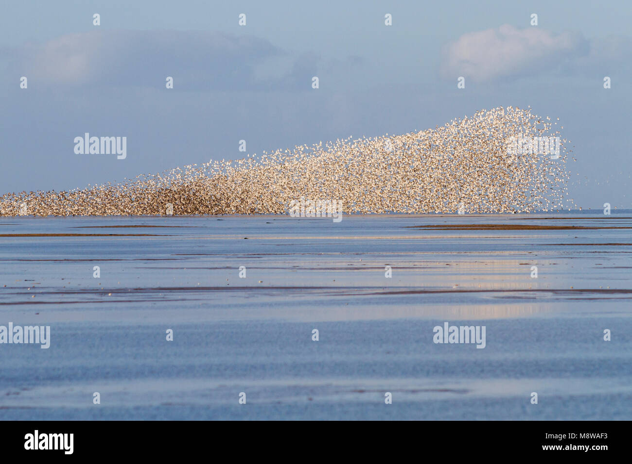 - Bécasseau maubèche Knutt - Calidris canutus, Allemagne Banque D'Images