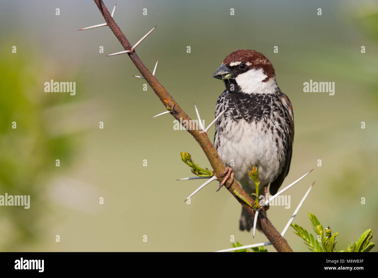 Spaanse Mus ; Spanish Sparrow, passer hispaniolensis transcaspicus ssp., homme, Turquie Banque D'Images