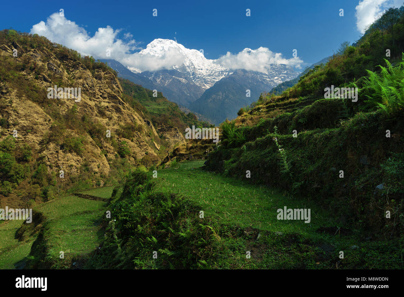 Annapurna Sud vu du sentier de randonnée entre et Landruk Ghandruk, Modi Khola, Népal. Banque D'Images