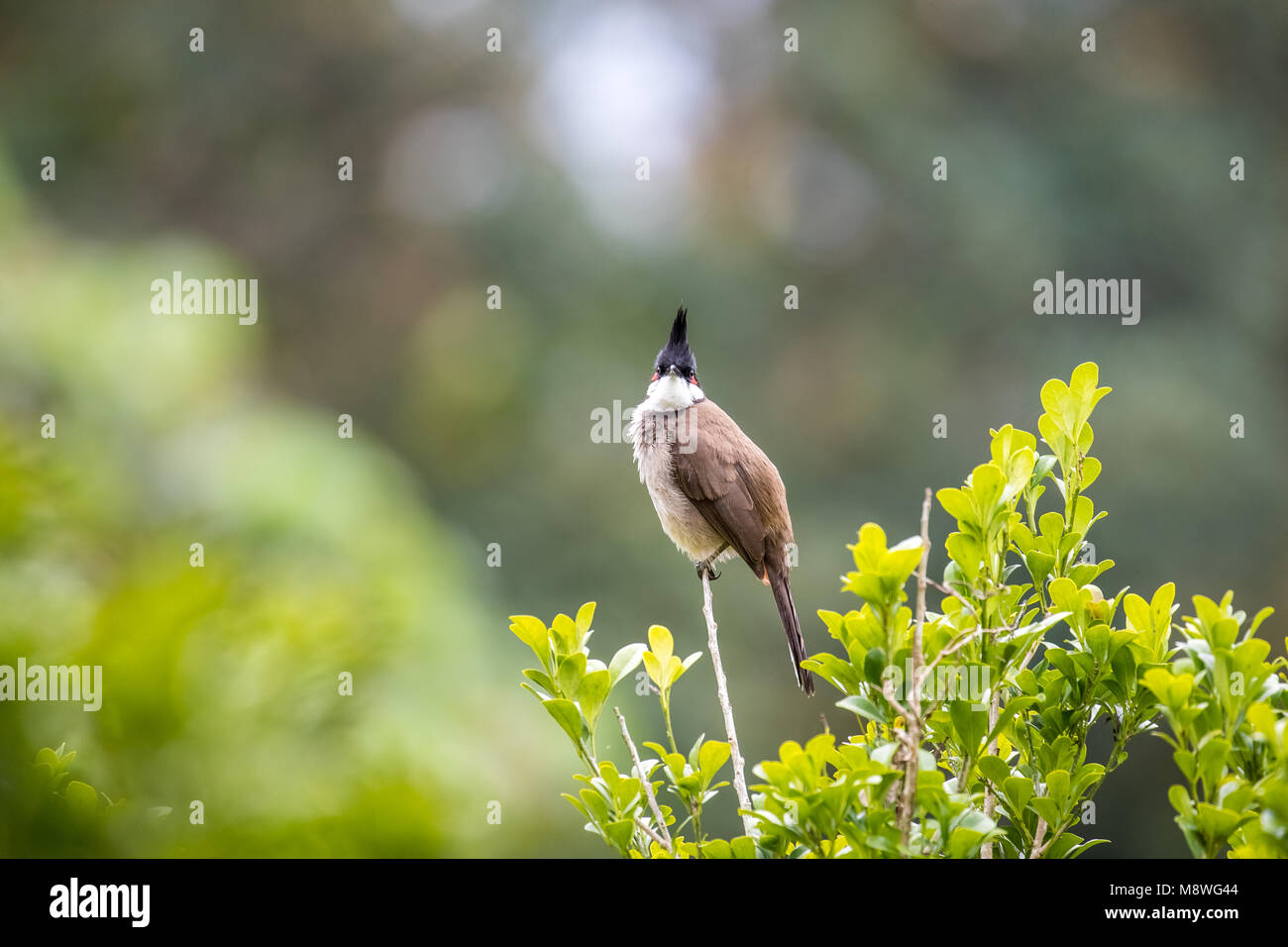 Bulbul moustac rouge (Pycnonotus jocosus) perching on tree Banque D'Images