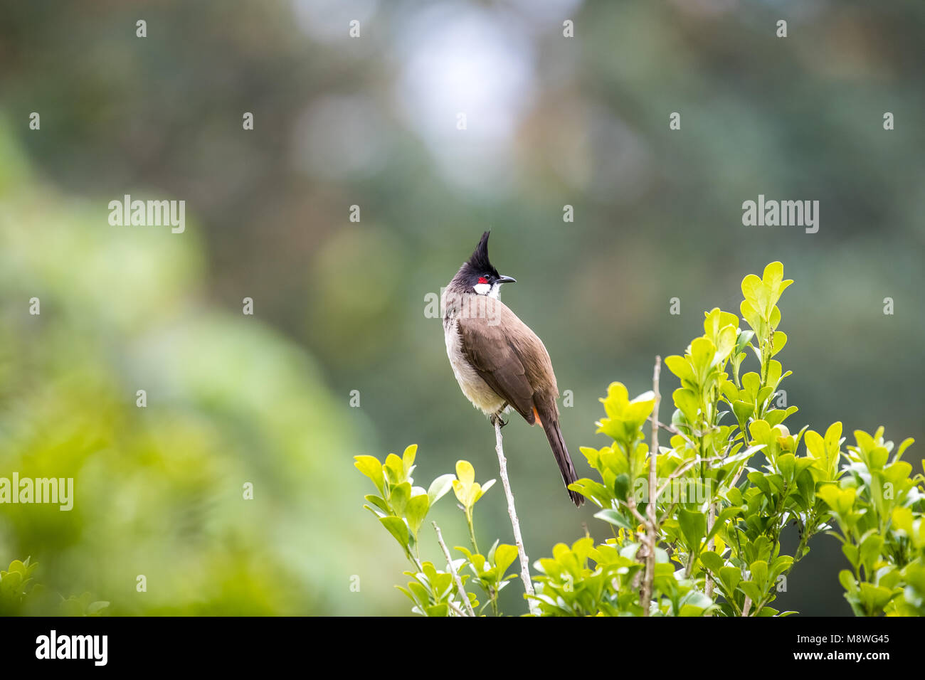 Bulbul moustac rouge (Pycnonotus jocosus) perching on tree Banque D'Images