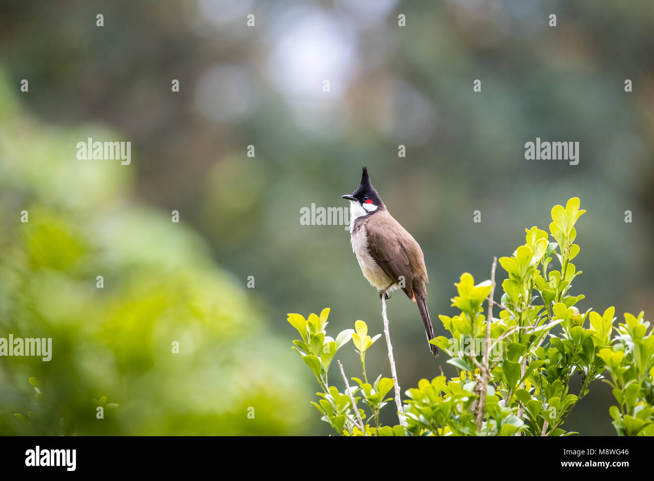 Bulbul moustac rouge (Pycnonotus jocosus) perching on tree Banque D'Images