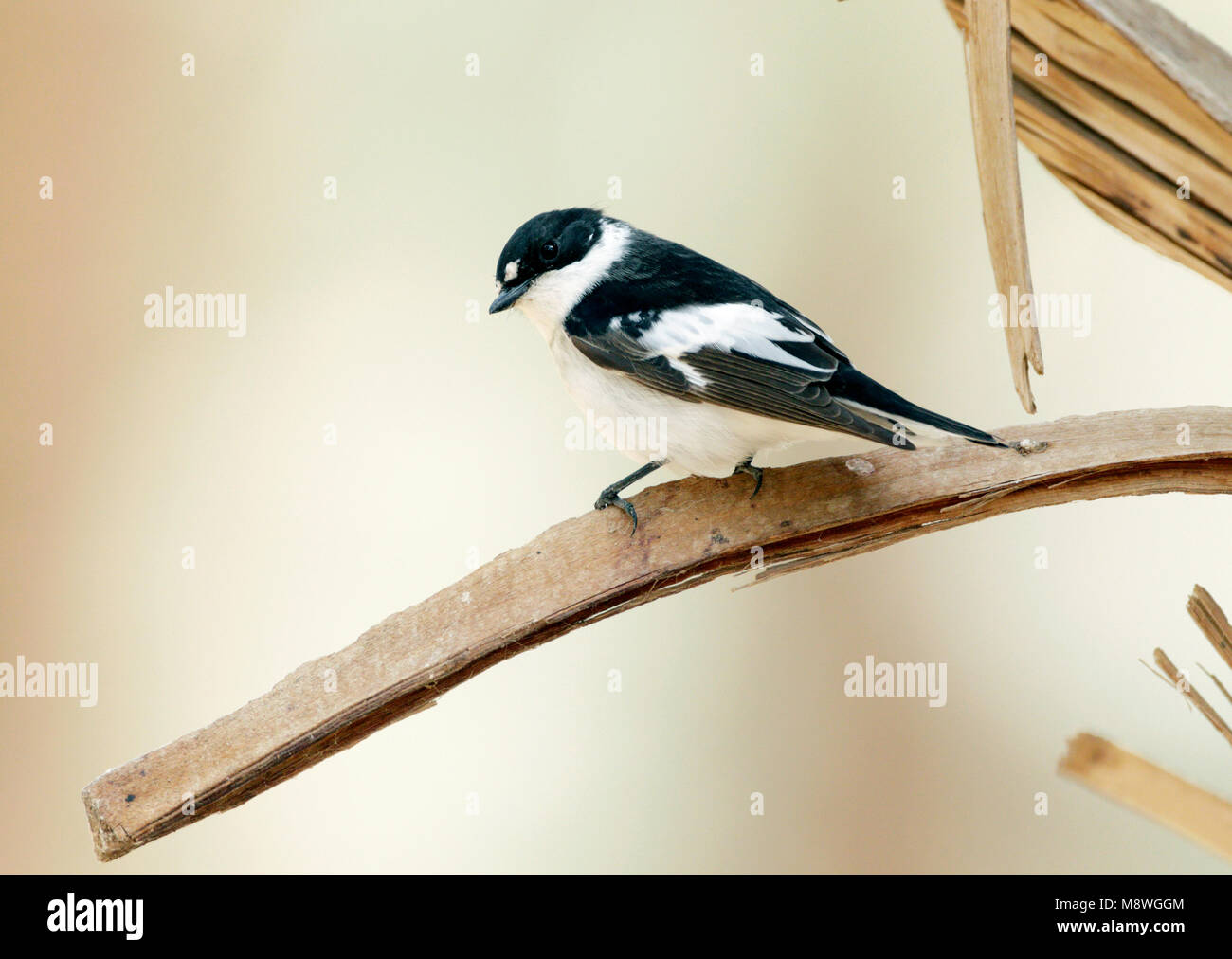 Withalsvliegenvanger ; Demi-collier Ficedula semitorquata Moucherolle ; Banque D'Images