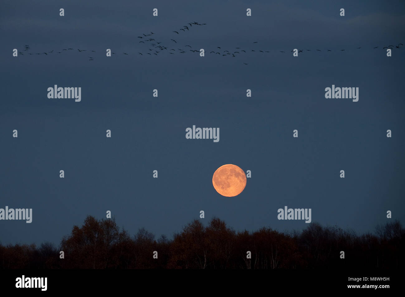 Vliegend Kraanvogel groep voor maan ; grue commun groupe flying avec lune Banque D'Images