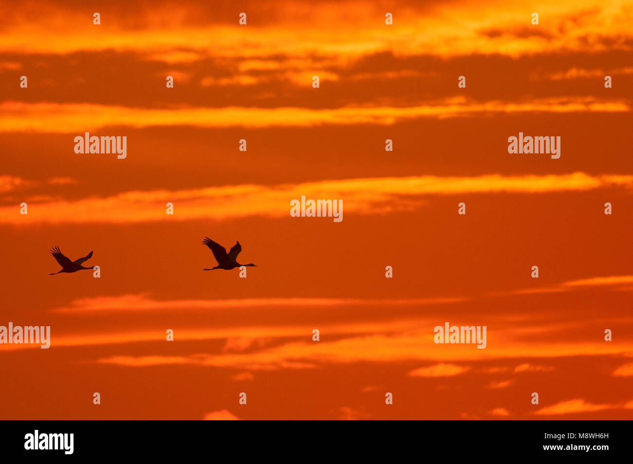 Jumporama vliegende Kraanvogels tegen avondlucht, deux grues en vol contre ciel du soir Banque D'Images