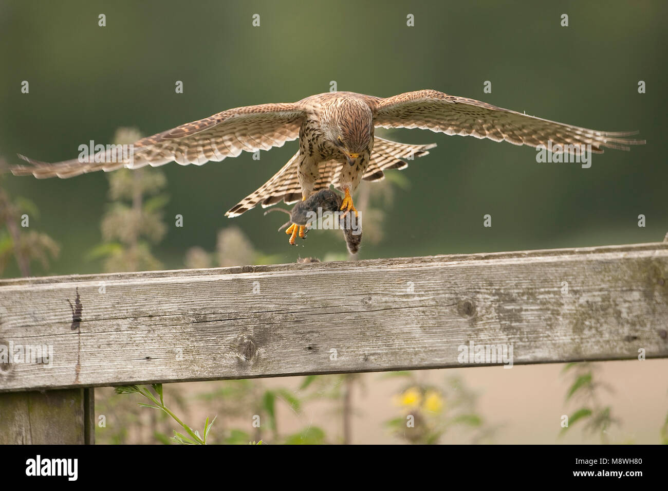 Torenvalk vrouwtje landend op hek rencontré muis, faucon crécerelle femelle atterrissage sur porte avec la souris Banque D'Images