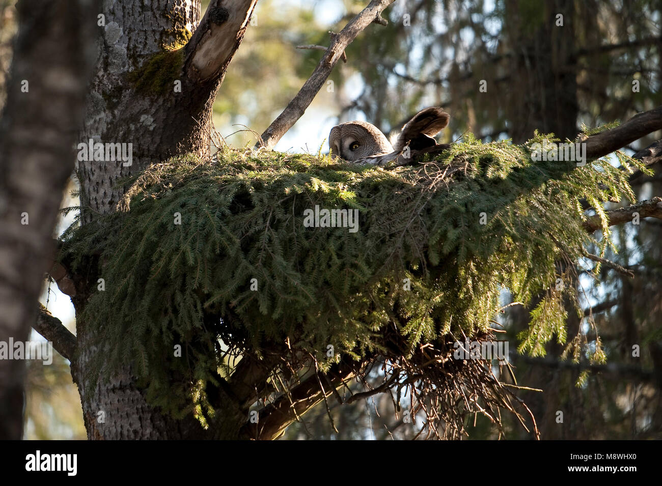 Laplanduil op nid ; Chouette lapone sur son nid Banque D'Images