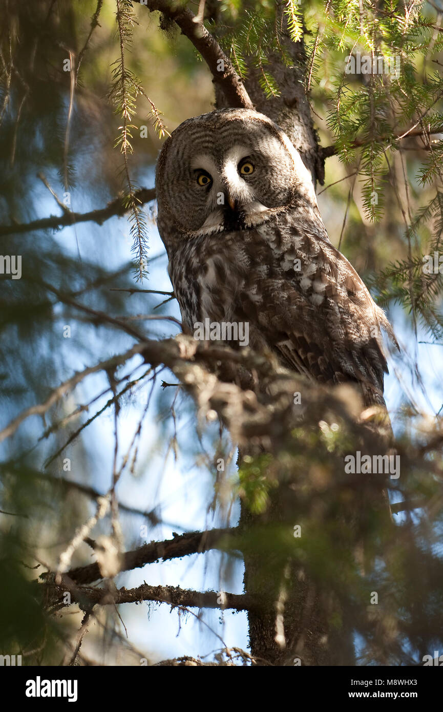 Laplanduil zittend op een tak ; Great Grey Owl perché sur une branche Banque D'Images