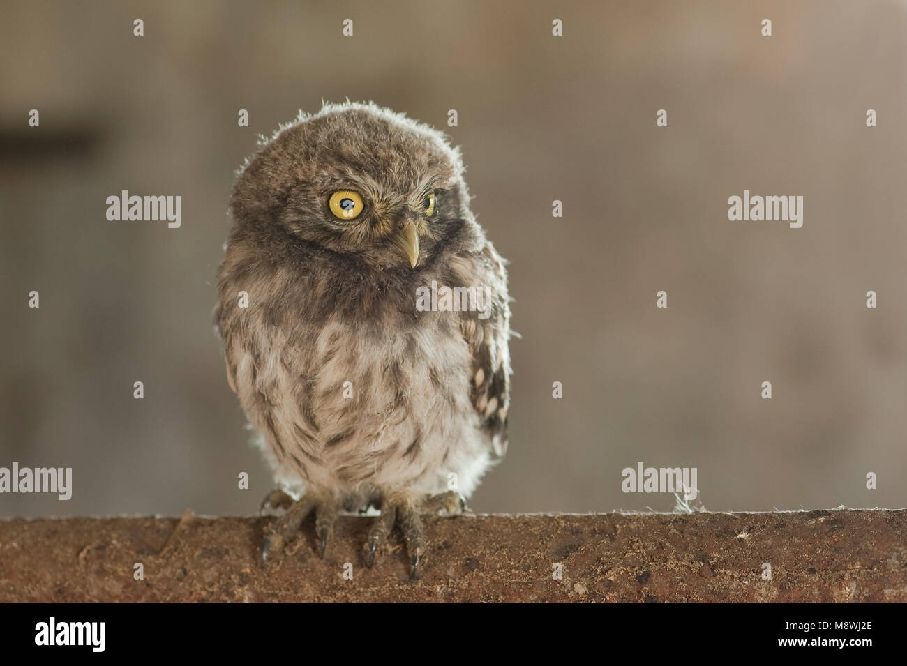 Steenuil jong zittend ; petit hibou perché juvénile Banque D'Images