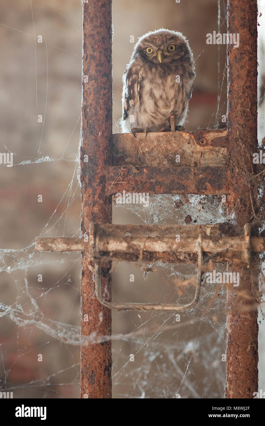 Steenuil jong zittend;petit hibou perché juvénile Banque D'Images