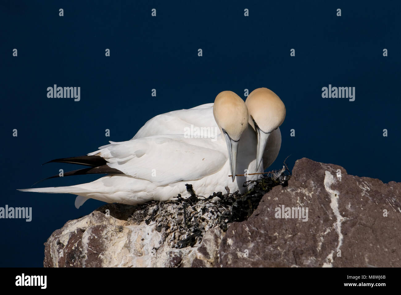 Jan van dans via kolonie ; Bassan en colonie Banque D'Images