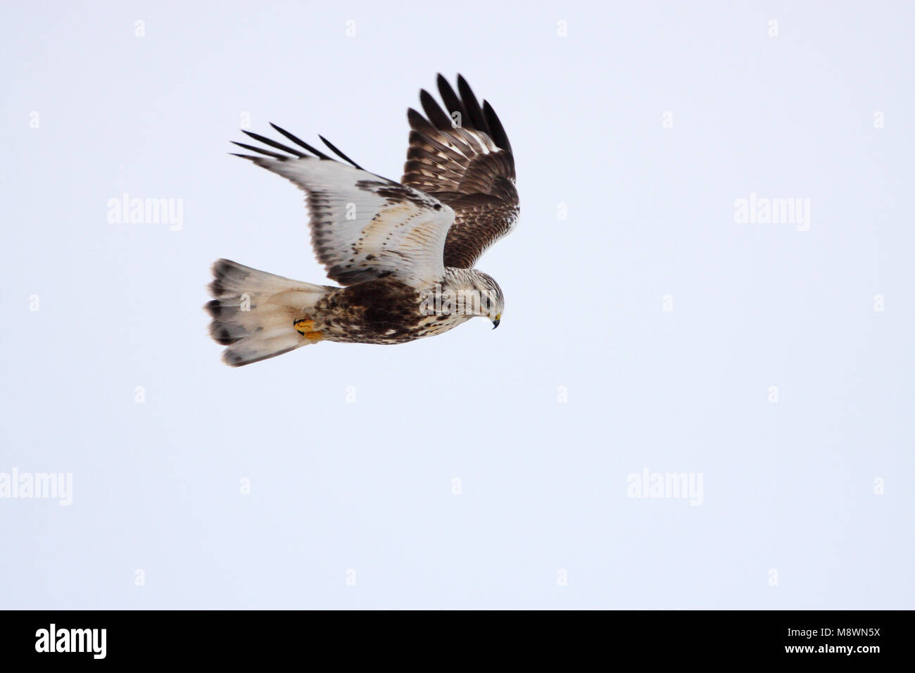 Dans Ruigpootbuizerd viaje en avión, Buzzard en vol Banque D'Images