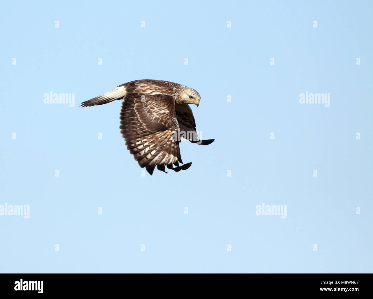 Dans la Buse pattue flight Banque D'Images