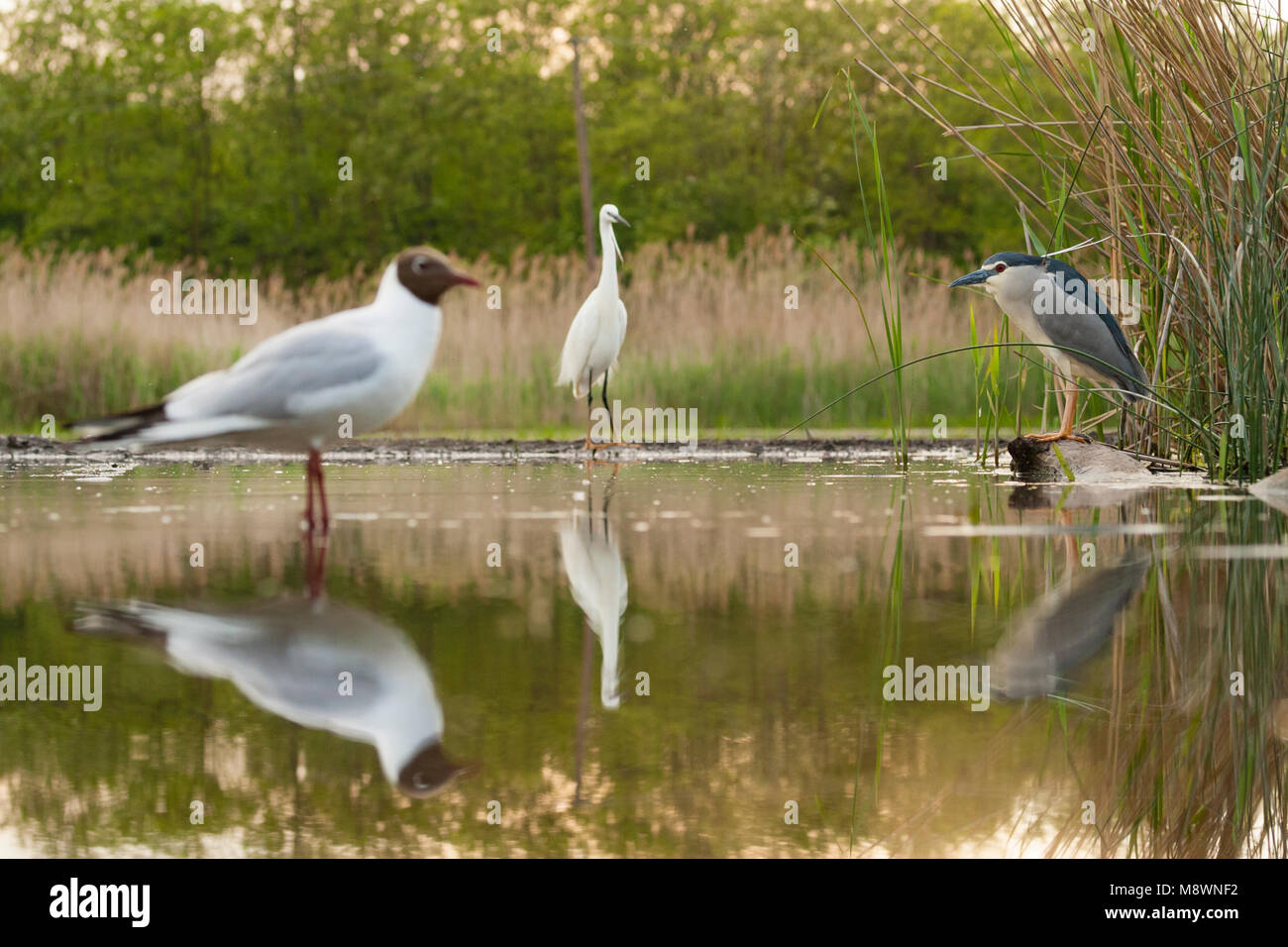 Kwak staand bij vijver rencontré andere vogels ; bihoreau gris debout à piscine avec d'autres oiseaux Banque D'Images