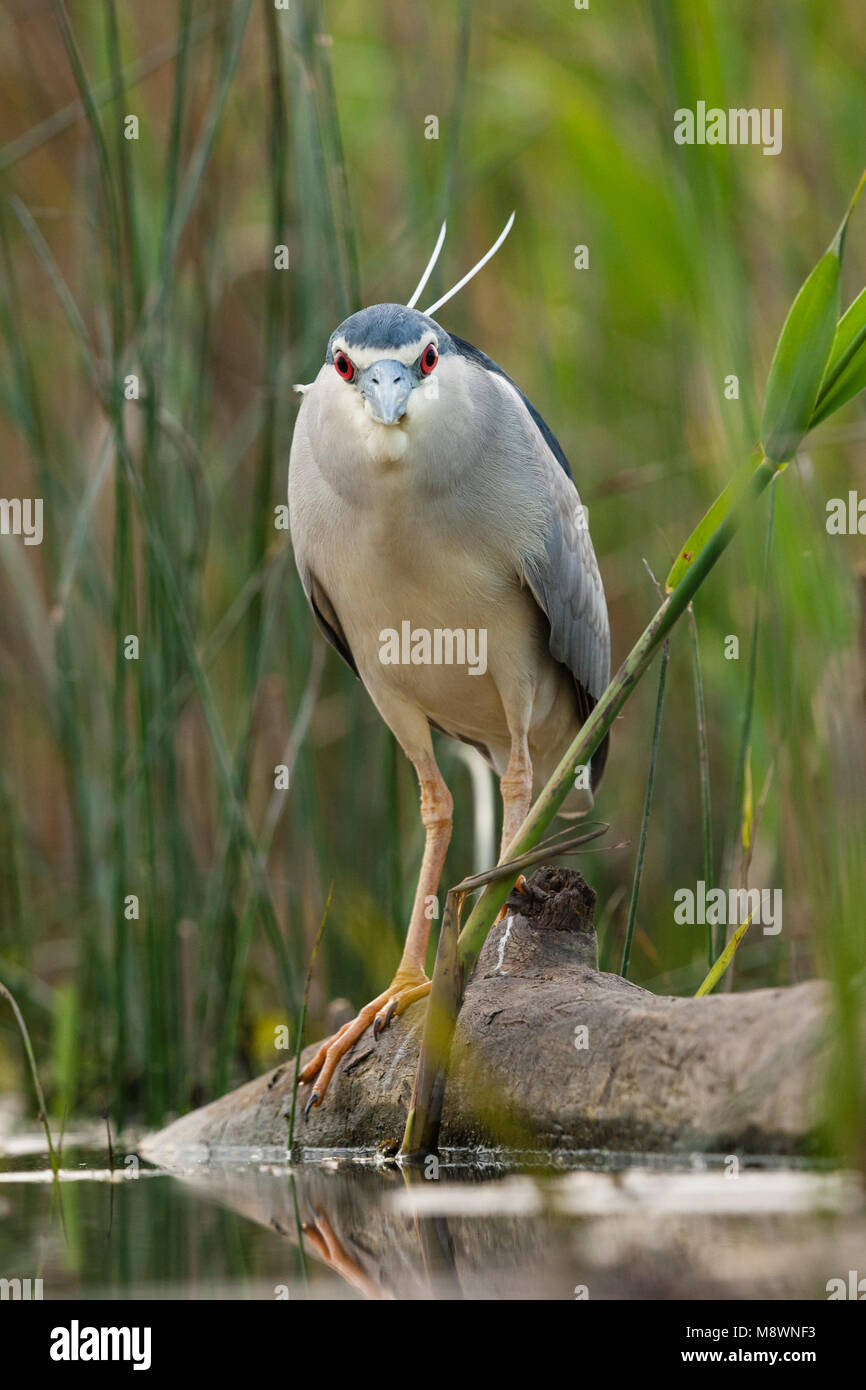 Omgevallen boomstam Kwak staand op 7441 bij ; bihoreau gris debout sur le tronc d'arbre tombé à waterside Banque D'Images