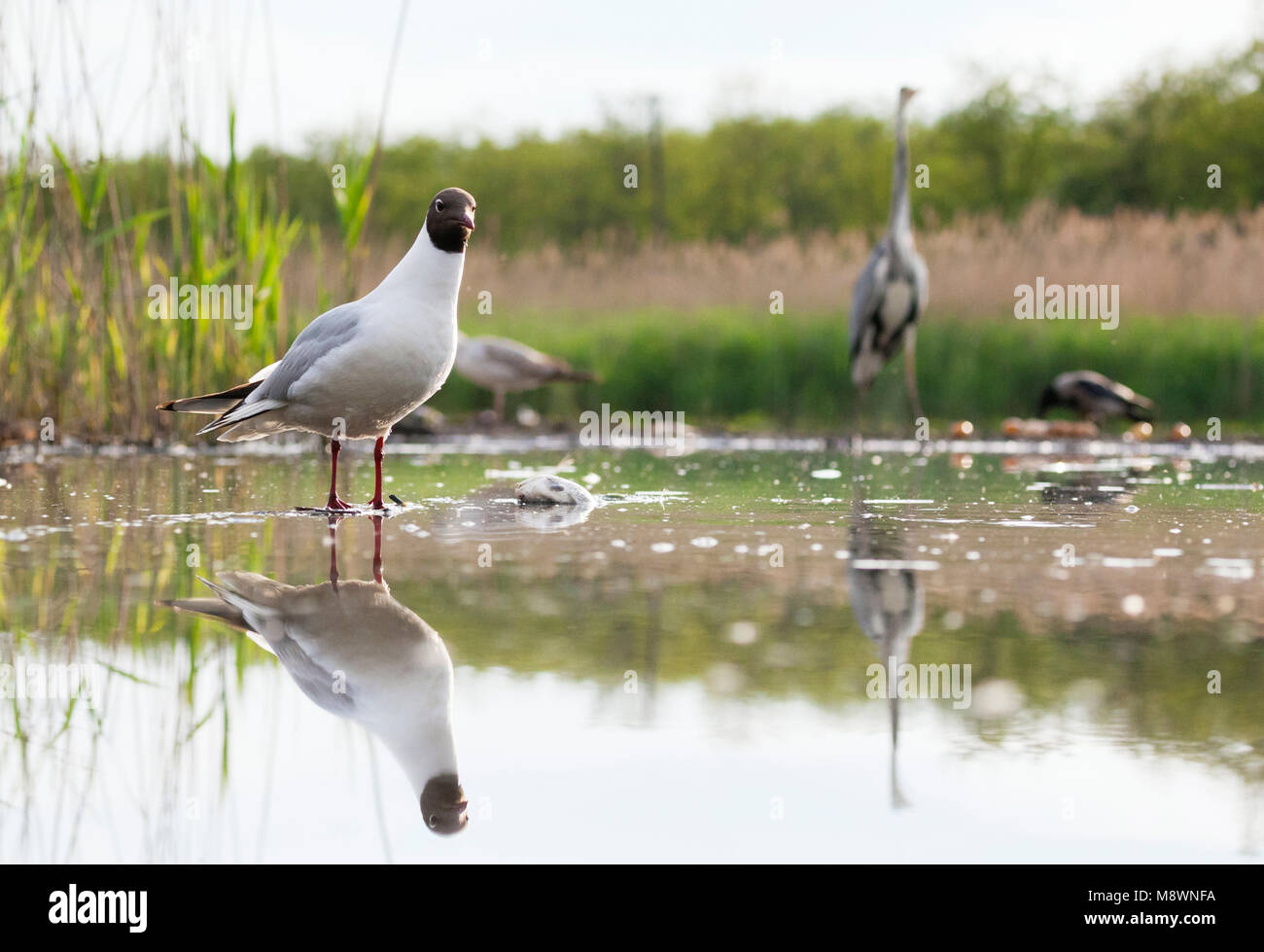 Kokmeeuw staand dans de l'eau s'est réuni à vogels achtergrond ; commun Mouette debout dans l'eau avec les oiseaux en arrière-plan Banque D'Images