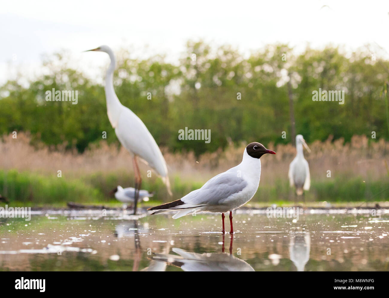 Kokmeeuw staand dans de l'eau rencontrés vogels op achtergrond ; commun Mouette debout dans l'eau avec les oiseaux en arrière-plan Banque D'Images