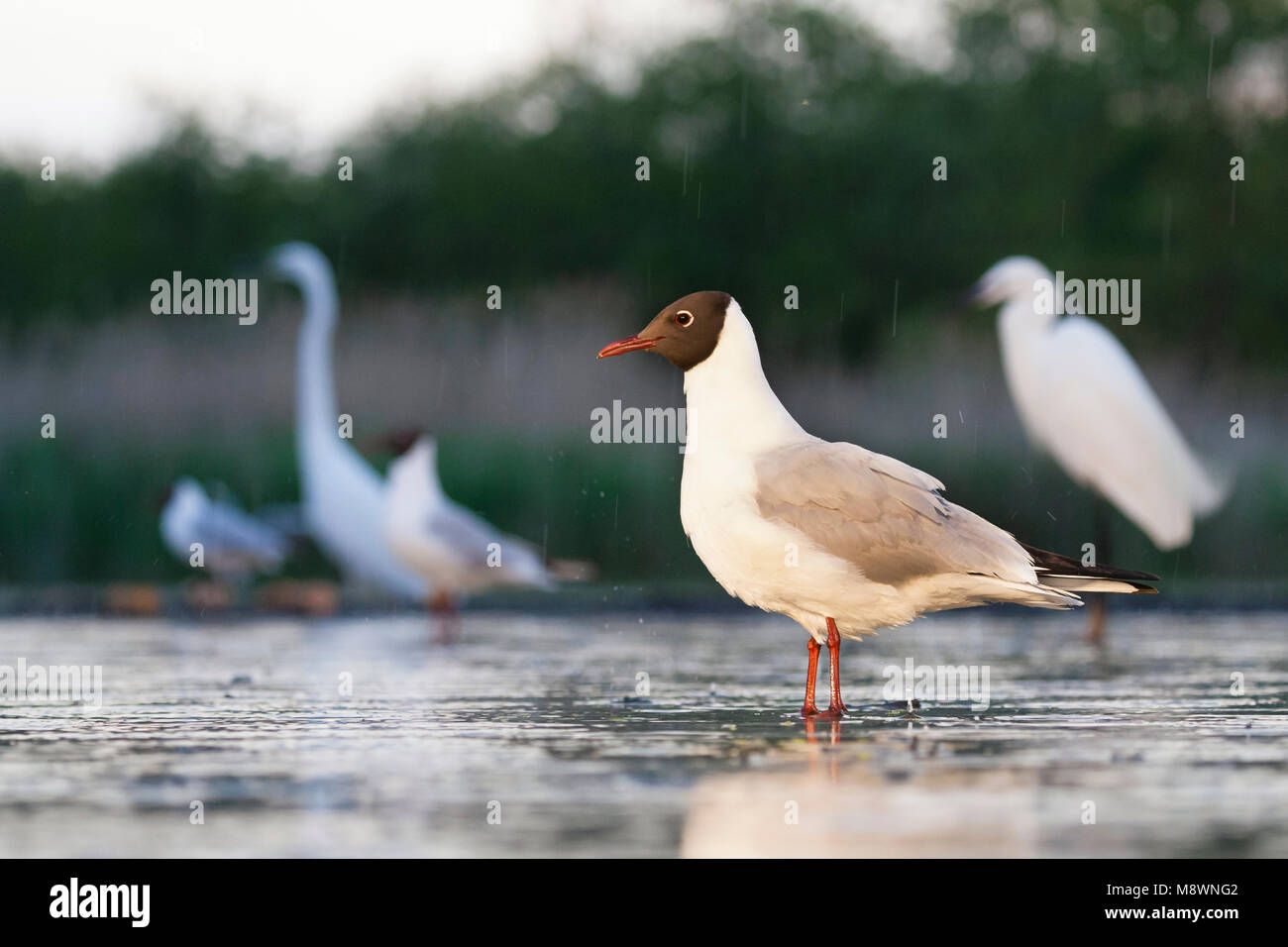 Kokmeeuw staand dans de l'eau s'est réuni à vogels achtergrond ; commun Mouette debout dans l'eau avec les oiseaux en arrière-plan Banque D'Images