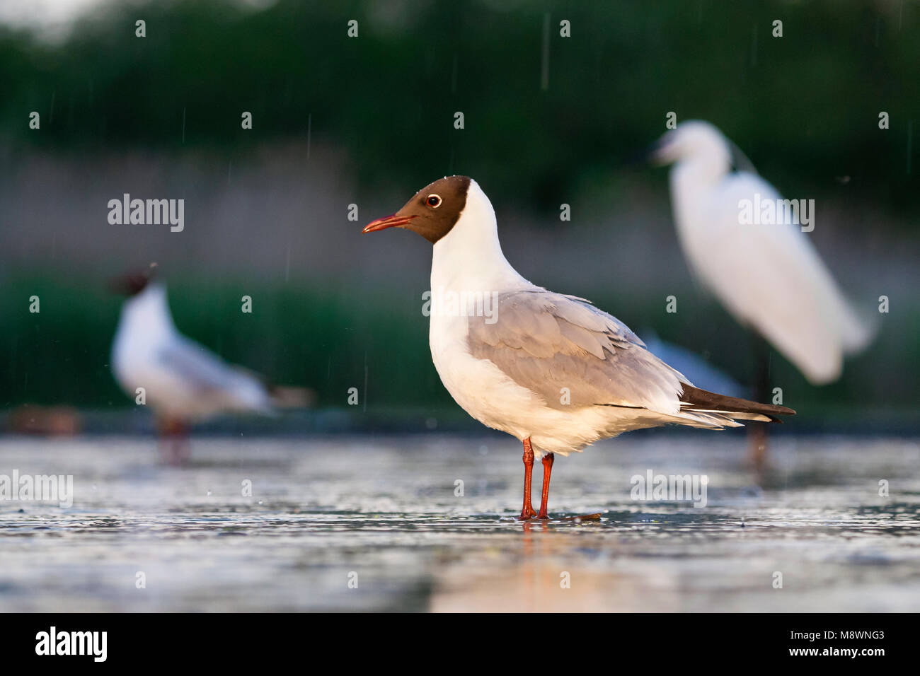 Kokmeeuw staand dans de l'eau s'est réuni à vogels achtergrond ; commun Mouette debout dans l'eau avec les oiseaux en arrière-plan Banque D'Images