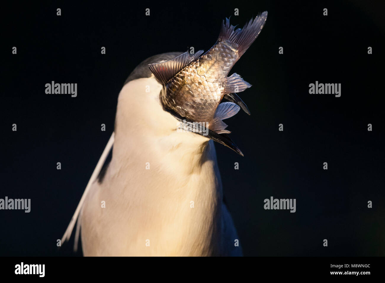 Kwak a rencontré gevangen vis in bek ; bihoreau gris avec des poissons capturés en bec Banque D'Images