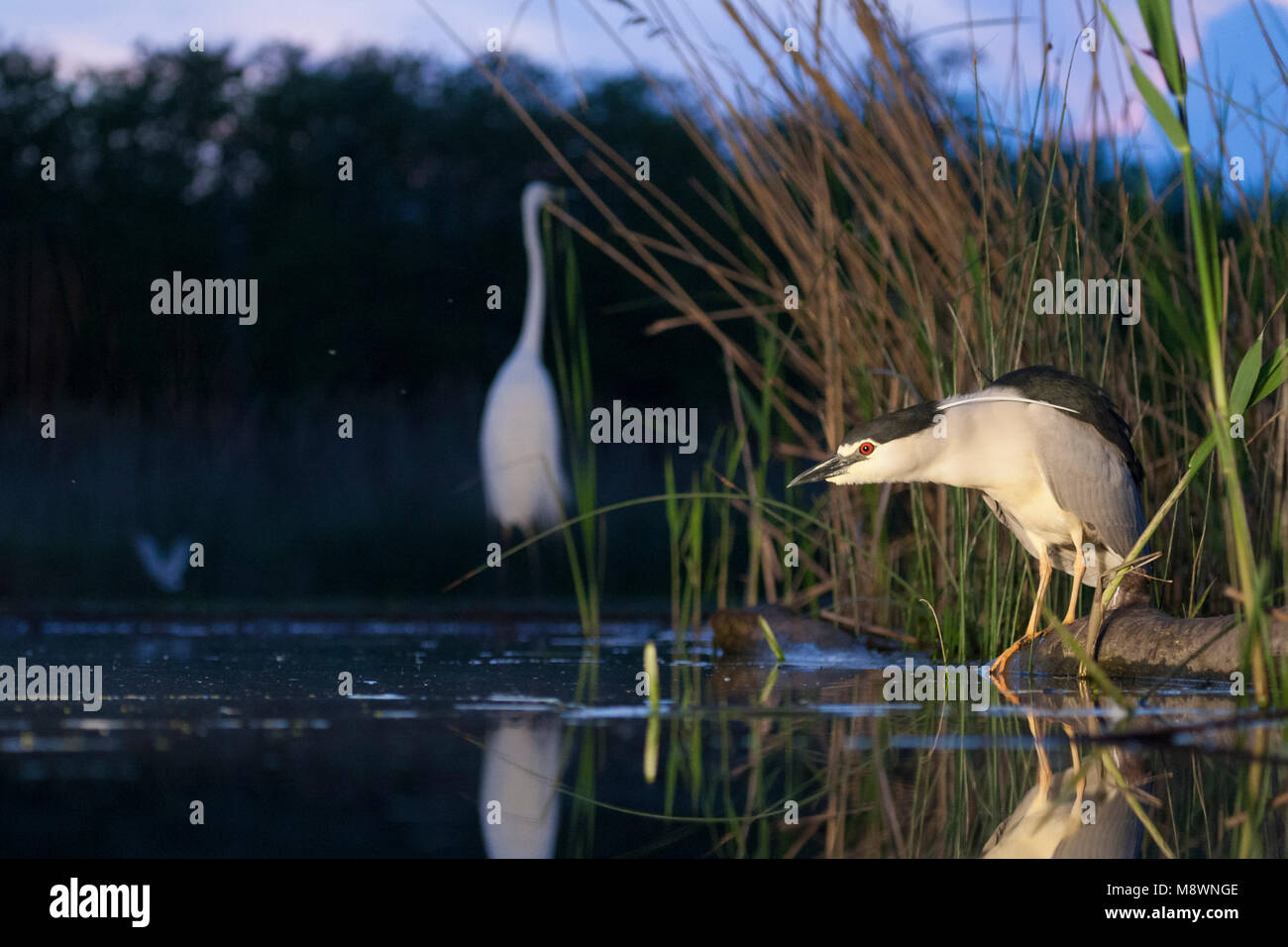 Kwak, jagend 7441 bij ; bihoreau gris au bord de l'eau à la chasse Banque D'Images