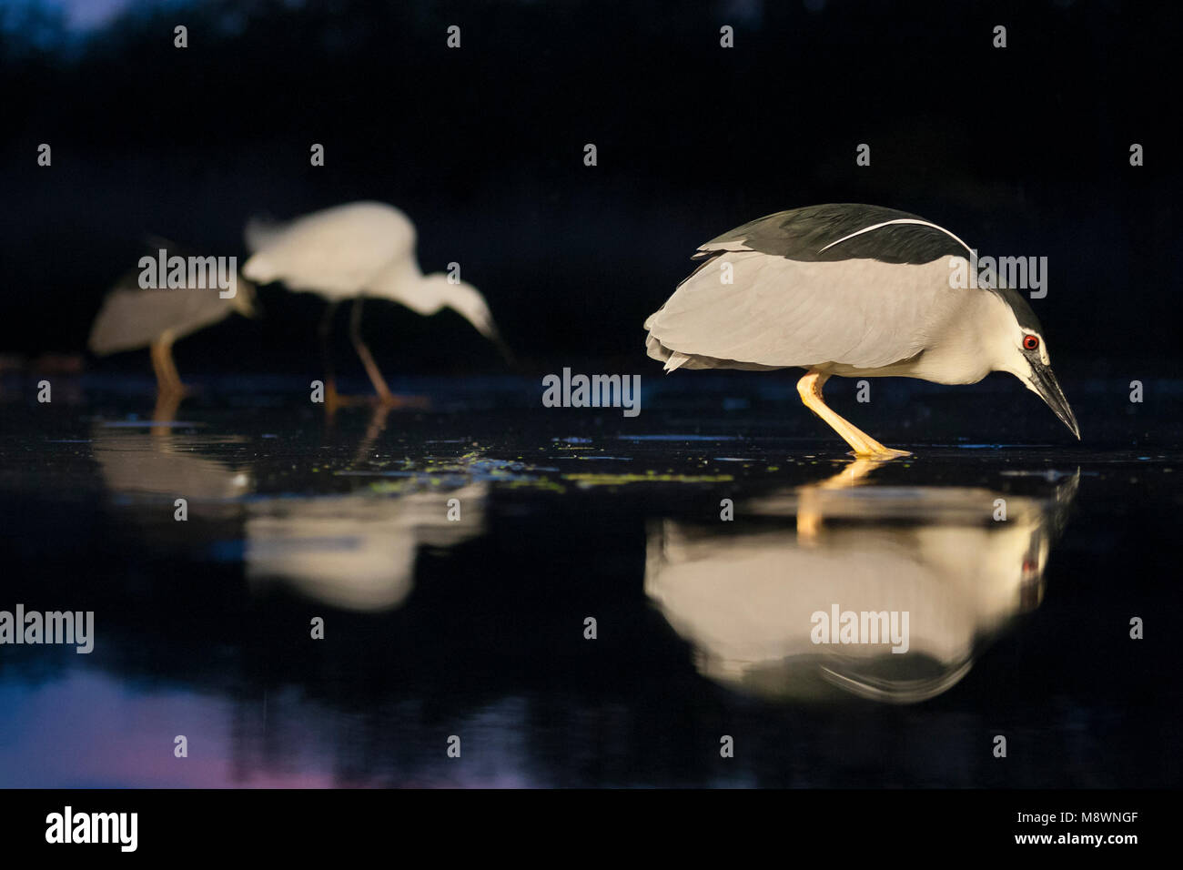 En Kwakken jagend Kleine Zilverreiger dans l'eau, le bihoreau à couronne noire et de l'Aigrette garzette chasse dans l'eau Banque D'Images