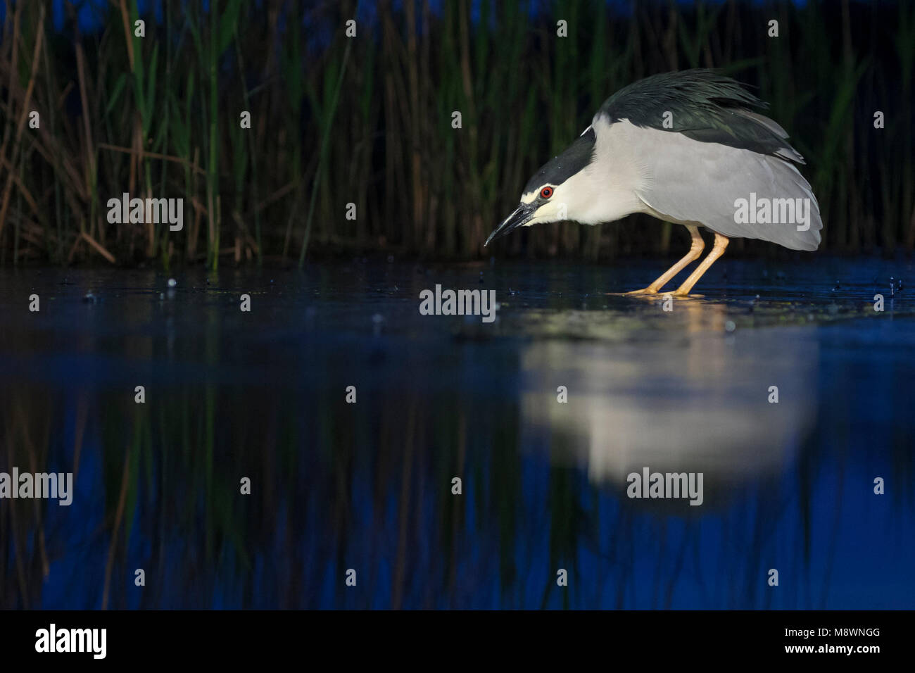Kwak, jagend dans l'eau ; bihoreau gris dans l'eau de chasse Banque D'Images