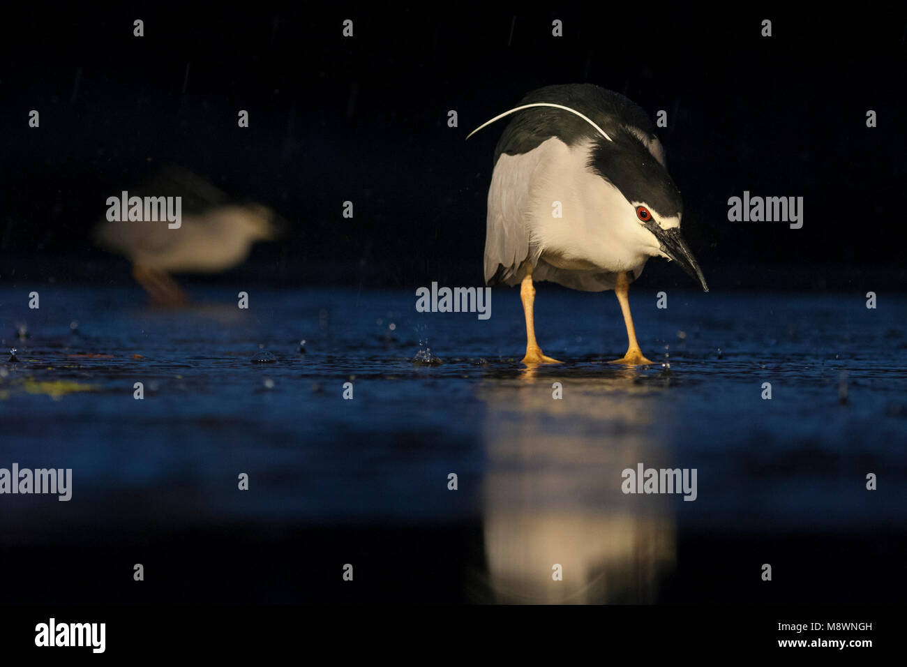 Kwakken jagend dans l'eau, le bihoreau à couronne noire dans l'eau de chasse Banque D'Images