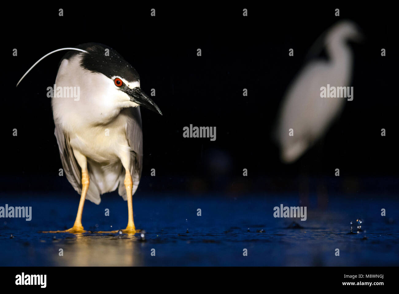 Dans l'eau ; Kwak staand bihoreau gris debout dans l'eau Banque D'Images